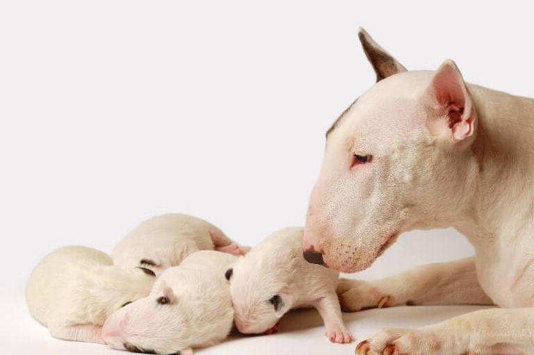 Bull Terrier Price