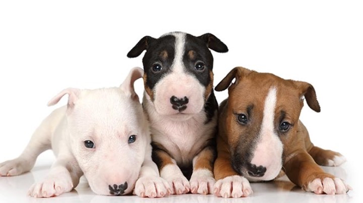 Bull Terrier Puppies For Sale Near Me