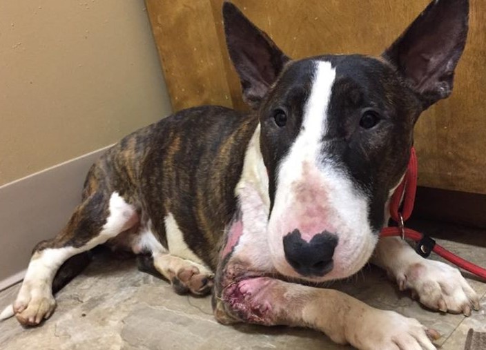 Bull Terrier Rescue