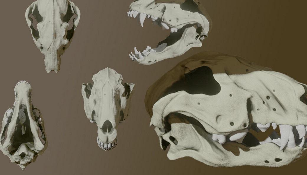 Bull Terrier Skull