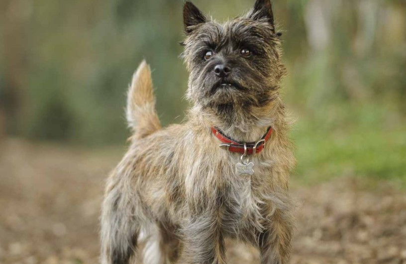 Cairn Terrier Adoption