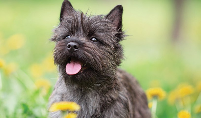 cairn terrier breeders