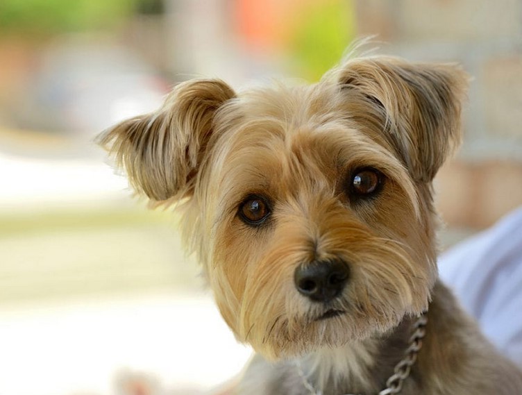 Cairn Terrier Chihuahua Mix