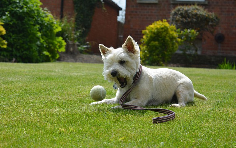 Cairn Terrier Hypoallergenic