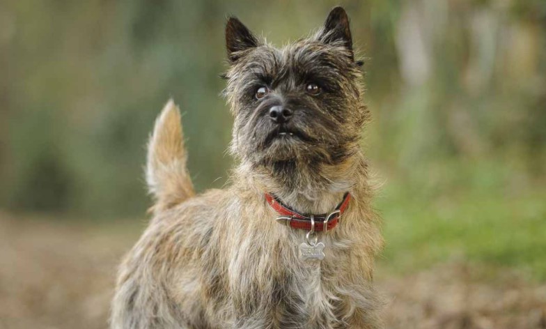 Cairn Terrier Poodle Mix