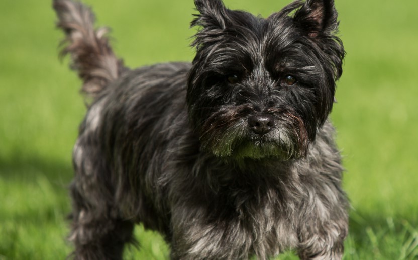 Cairn Terrier Puppies For Sale Near Me