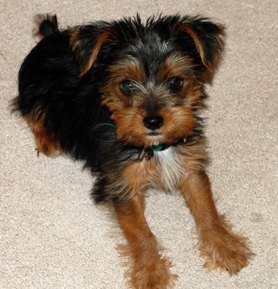 Cairn Terrier Yorkie Mix