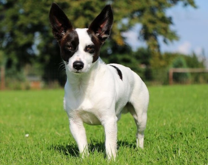 Chihuahua Terrier Mix Black