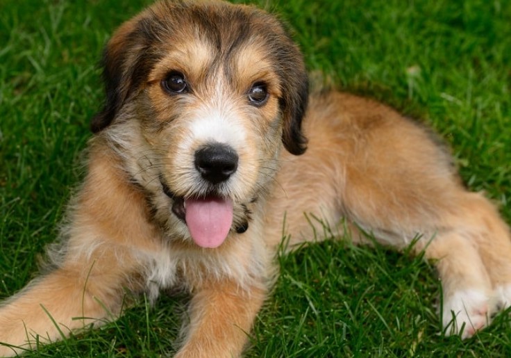 Cocker Spaniel Terrier Mix