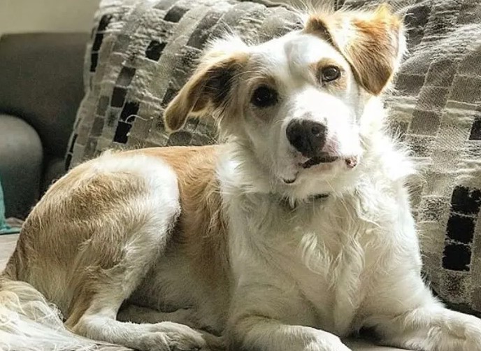 Collie Terrier Mix