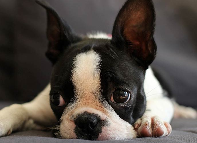 Cute Boston Terrier