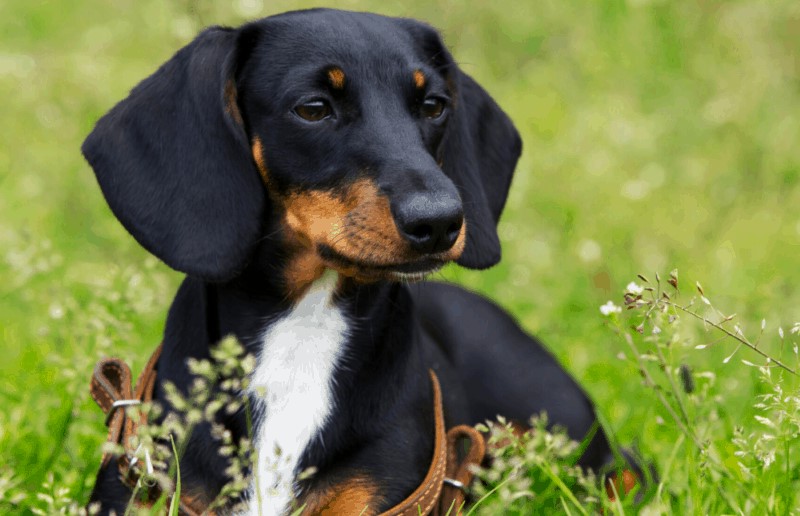 Dachshund Terrier Mix