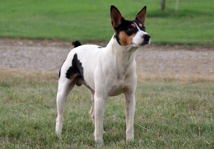 Decker Rat Terrier