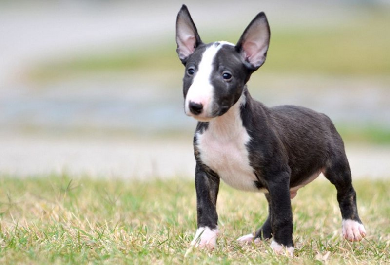 English Bull Terrier For Sale