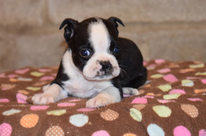 English Bulldog Boston Terrier Mix