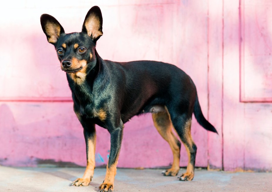 English Toy Terrier