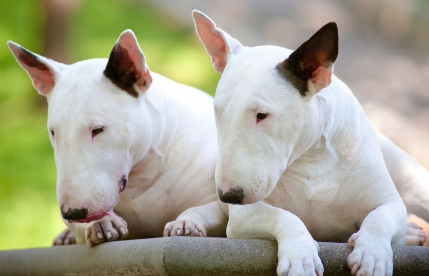 English White Terrier