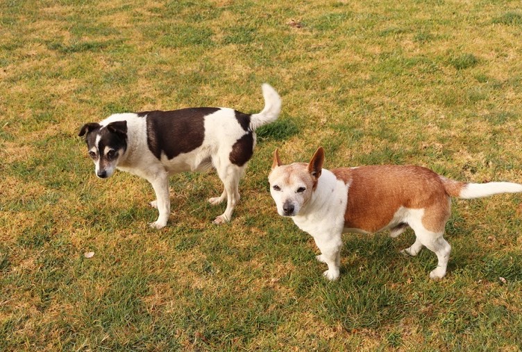 Fox Terrier Jack Russell