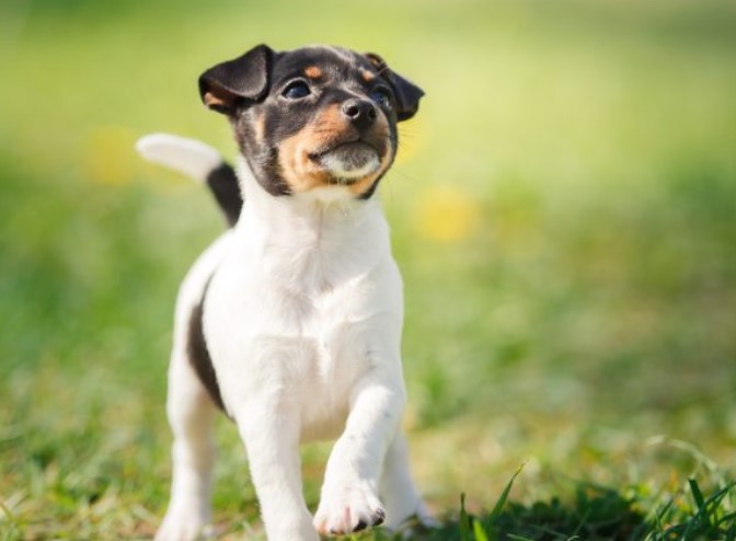 Fox Terrier Puppies