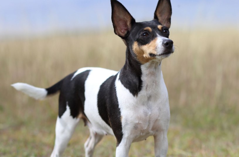 Fox Terrier Rat Terrier