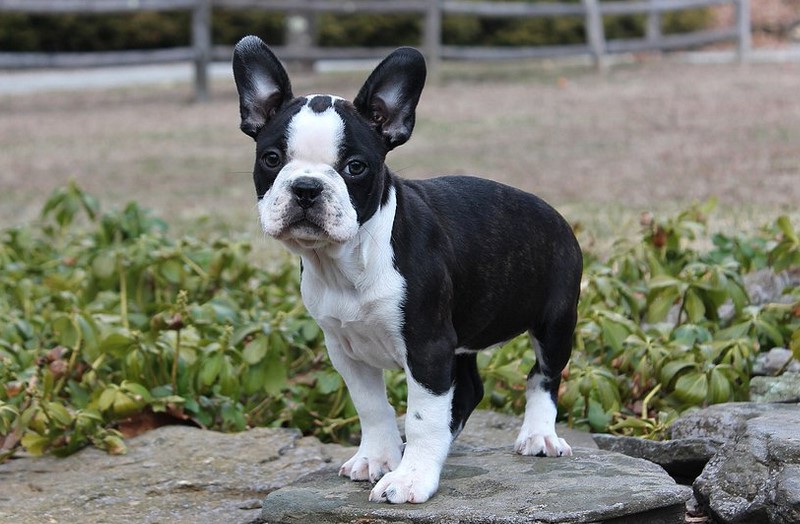 French Bulldog And Boston Terrier Mix