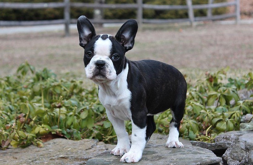 French Bulldog Boston Terrier Mix