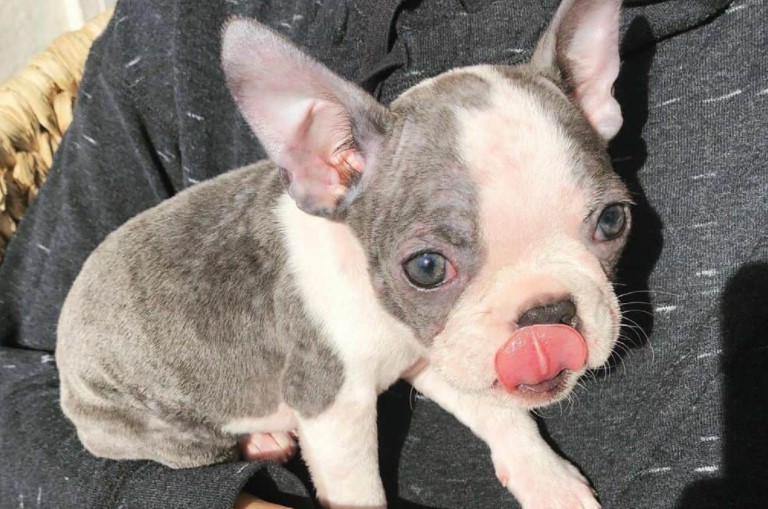 Full Grown Blue Boston Terrier