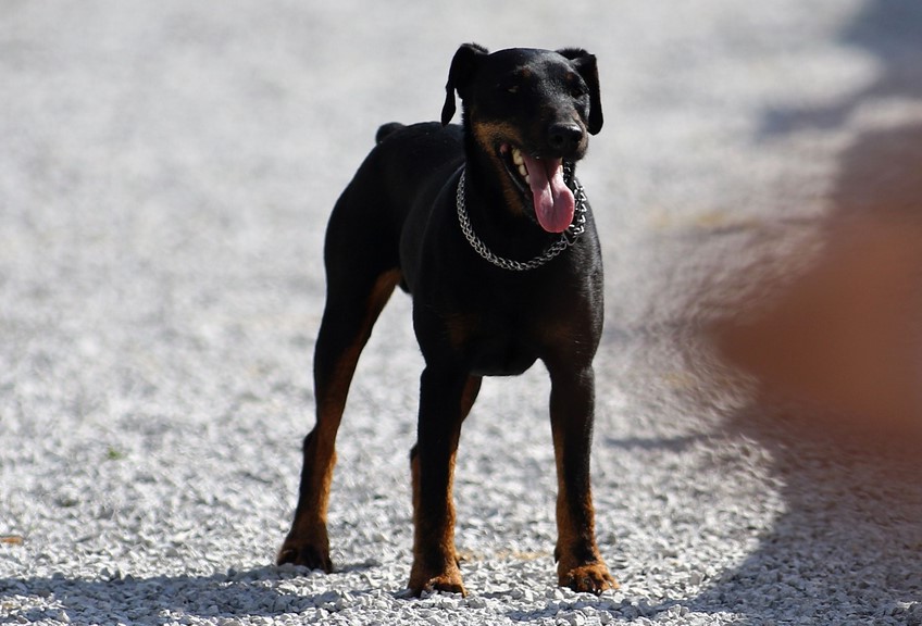 German Hunting Terrier