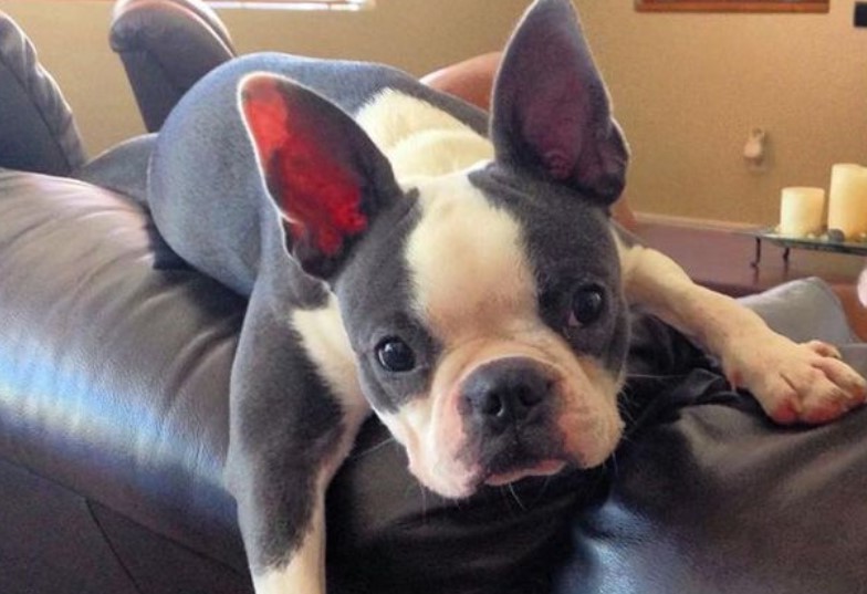 Grey Boston Terrier