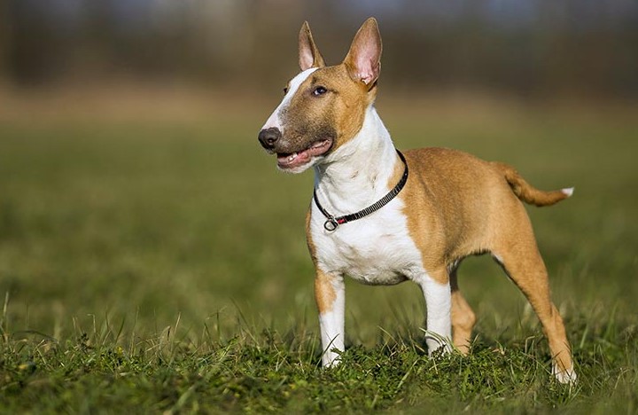 How Much is A Bull Terrier