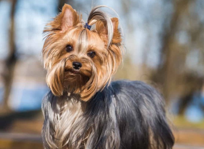 How Much Is A Yorkshire Terrier