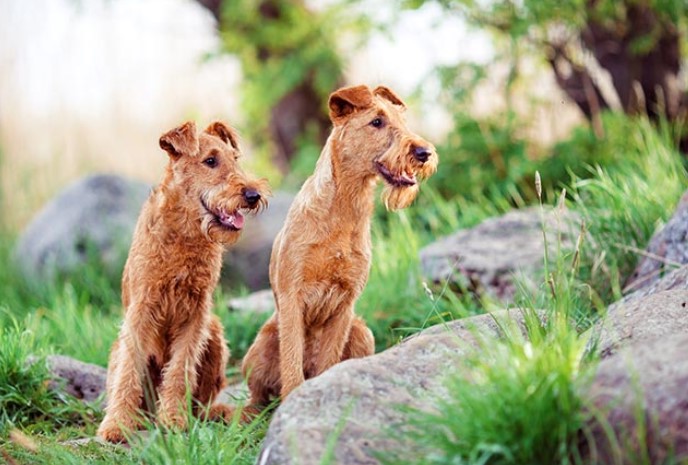 Irish Terrier Puppies