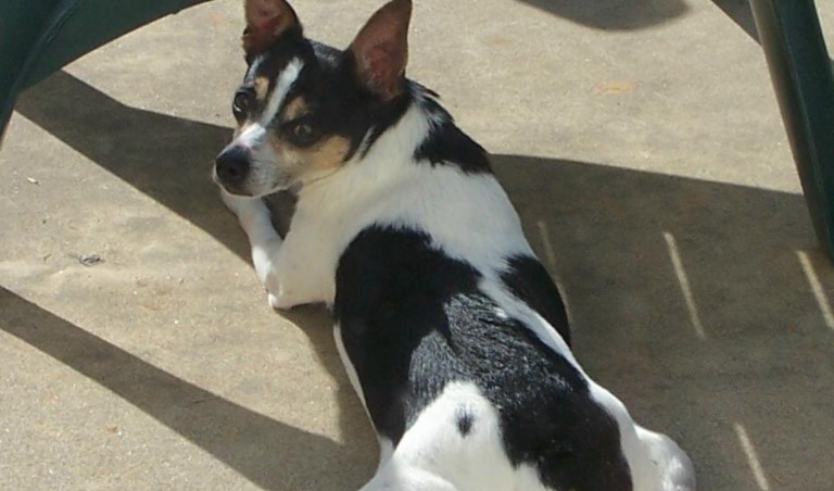 Jack Rat Terrier