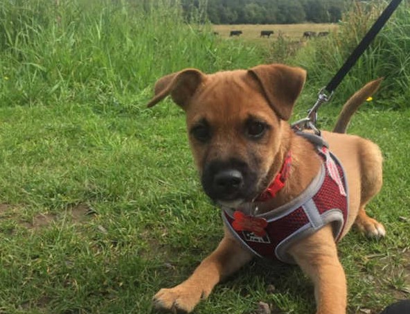 Jack Russell Border Terrier