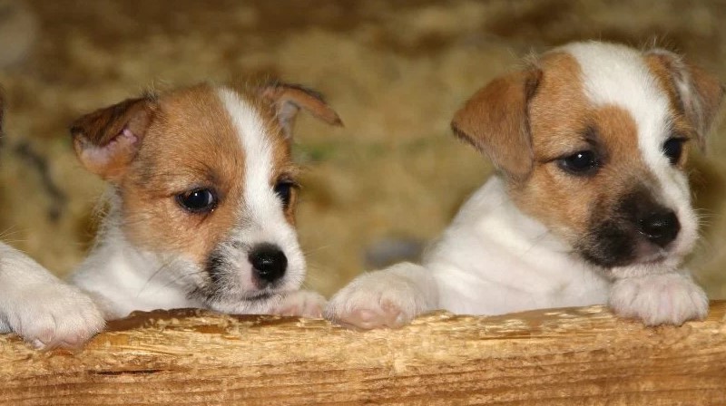 Jack Russell Terrier Adoption