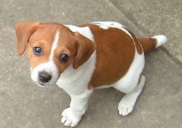 Jack Russell Terrier Beagle Mix