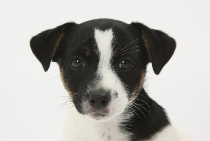 Jack Russell Terrier Black And White