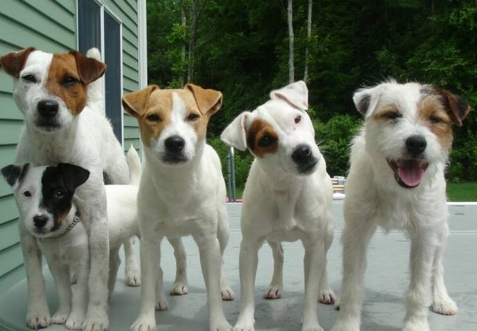 Jack Russell Terrier Breeders