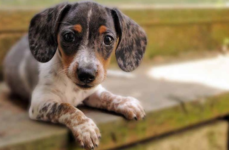 Jack Russell Terrier Dachshund Mix