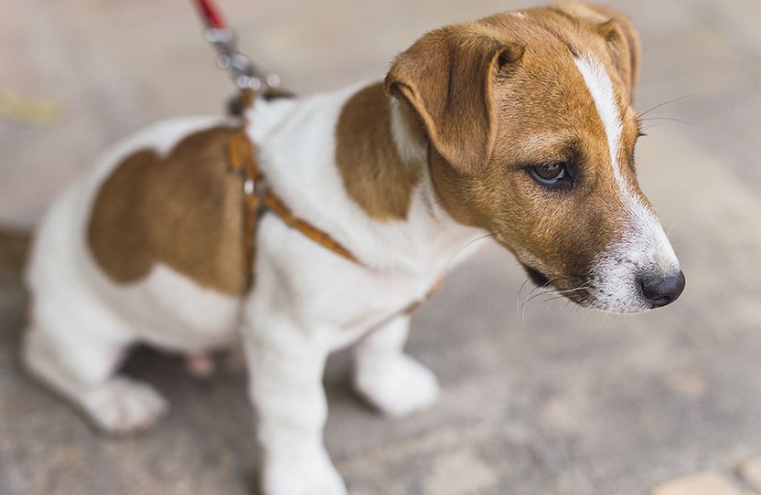 Jack Russell Terrier Hypoallergenic