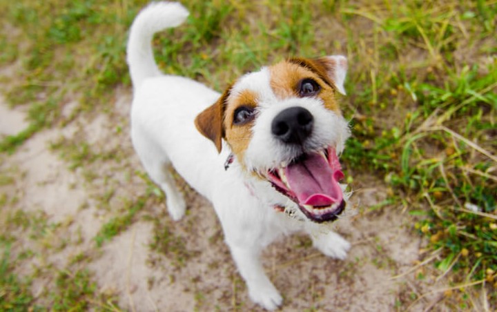 Jack Russell Terrier Lab Mix