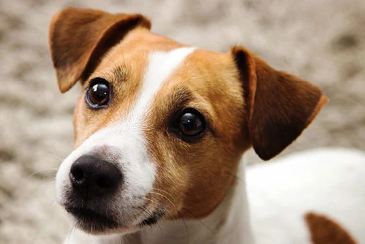 Jack Russell Terrier Life Span