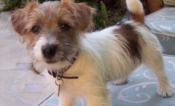 Jack Russell Terrier Long Hair