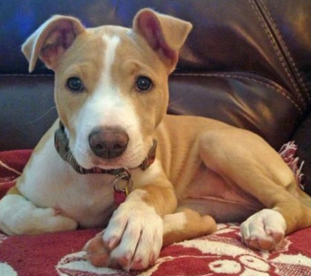 Jack Russell Terrier Pitbull Mix