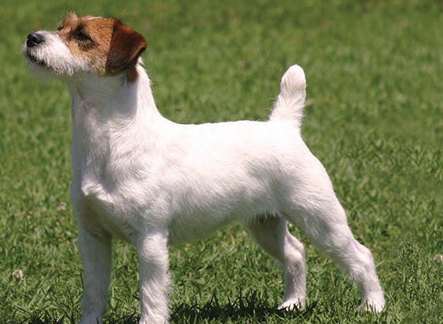 Jack Russell Terrier Rescue