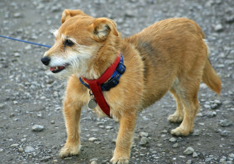 Jack Russell Terrier Yorkie Mix