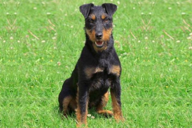 Jagd Terrier