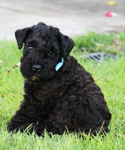 Kerry Blue Terrier Puppies