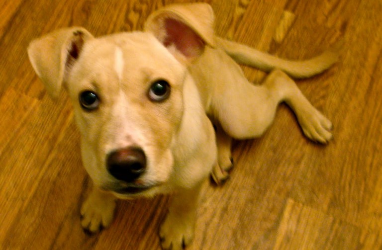 Lab Terrier Mix Puppy