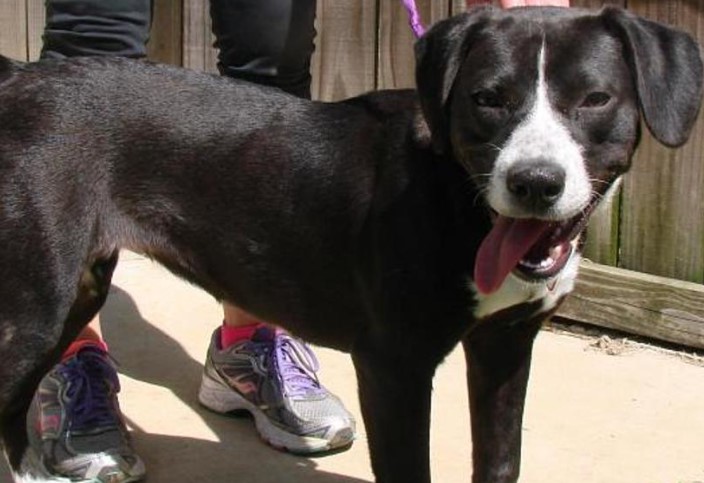 Lab Terrier Mix